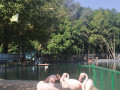 Розовые фламинго и кудрявый пеликан на пруду.