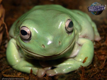 litoria-caerulea_01