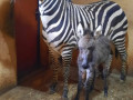 Тематическая экскурсия  «Наши малыши»  посвящена  животным,  родившихся в зоопарке этим летом.
